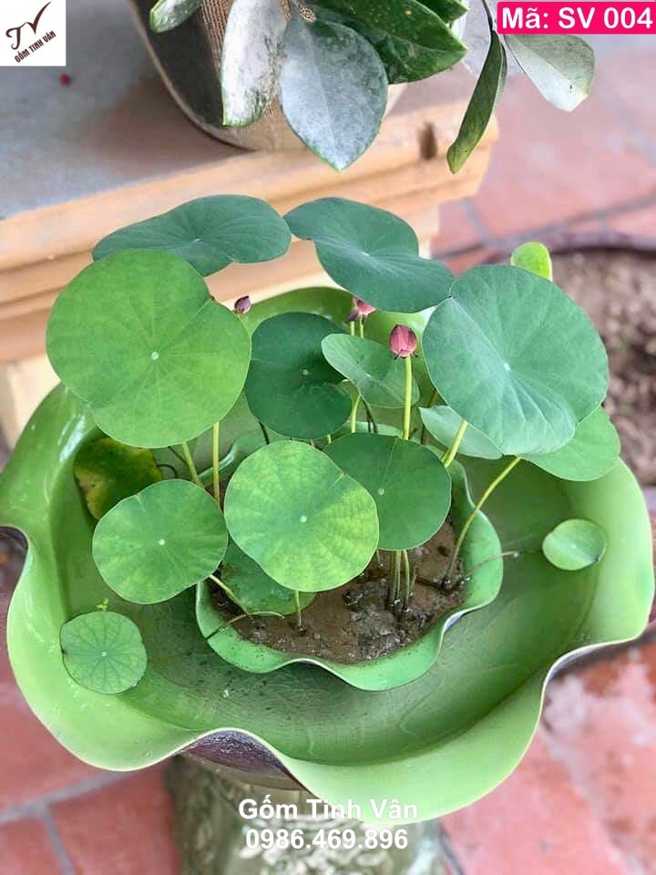 Chậu trồng sen trang trí sân vườn, mã SV004, đủ cỡ 20-30-40-50-60-70 cm, dáng lá sen mềm mại, men xanh thuỷ tinh trong như nước, trang trí tiểu cảnh sang trọng, gốm bát tràng tinh vân